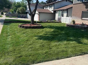 Adam W.'s turf care service result