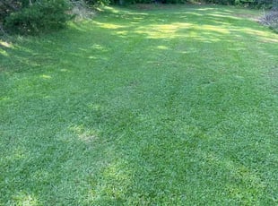 Michelle G.'s lawn care services service result