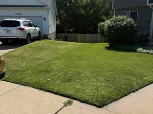 Dawn B.'s turf care service result