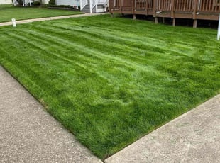 Dan M.'s lawn care service result