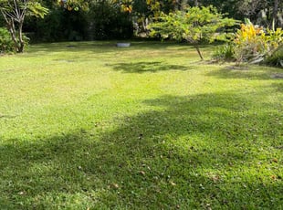 Erin O.'s turf maintenance service result