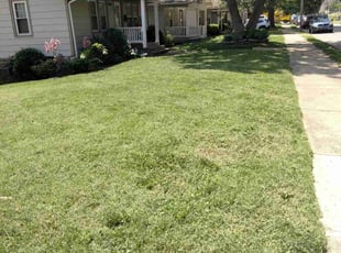 Dean Z.'s Long Grass Cleanup service result