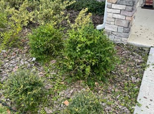 Diane K.'s Bush Trimming service result