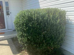 Michael J.'s Bush Trimming service result