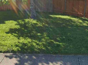 Mike F.'s lawn care services service result