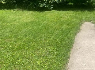 Thomas R.'s lawn care services service result