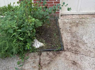 Abe T.'s Flower Bed Weeding service result