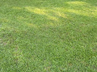 Tammie P.'s lawn maintenance service result