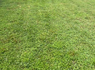 Richard L.'s lawn service service result