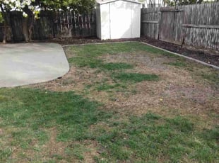 Arsenio U.'s Leaf Removal service result