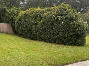 Scott P.'s Bush Trimming service result