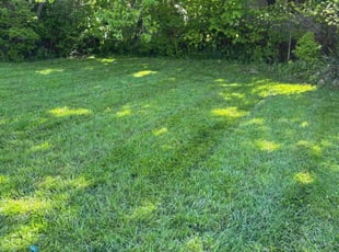 Mike B.'s lawn service service result