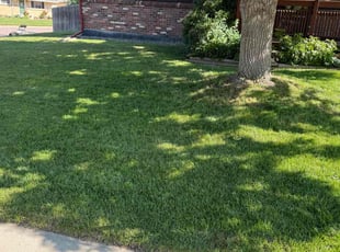 Jack F.'s turf care service result