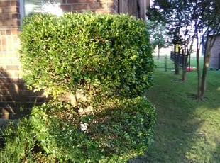 Yusuf H.'s Bush Trimming service result