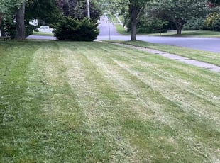 Sam C.'s lawn care service result