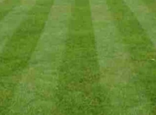 Patrick R.'s lawn service service result