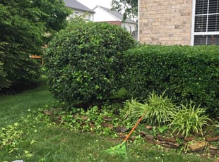 Melinda W.'s Bush Trimming service result