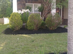 Benjamin P.'s Bush Trimming service result