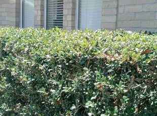 Shari L.'s Bush Trimming service result