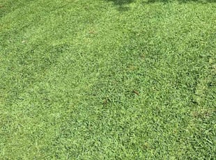 Anthony B.'s lawn service service result