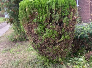 Jeaneki L.'s Bush Trimming service result