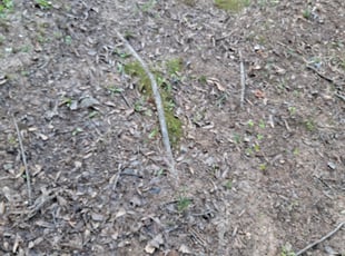 Tom S.'s Leaf Removal service result