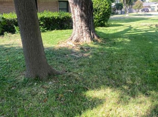 Sebastien J.'s Bush Trimming service result