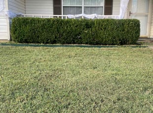 Gerry L.'s Bush Trimming service result