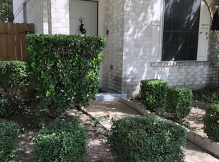 Antonette S.'s Bush Trimming service result