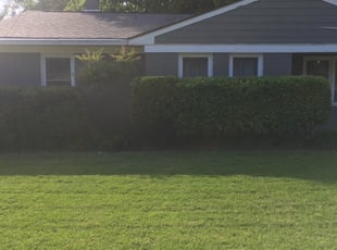 Steve L.'s Bush Trimming service result