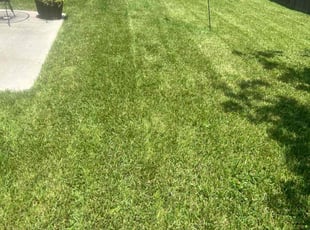 Lazar H.'s grass maintenance service result