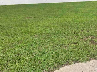 Jesse M.'s lawn care service result