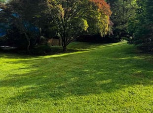 Delia C.'s lawn service service result