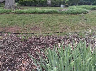 Darlene S.'s turf maintenance service result