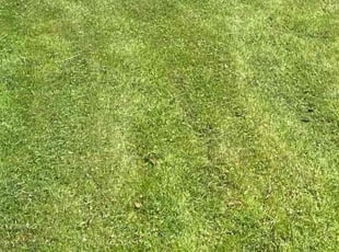Terry M.'s lawn maintenance service result