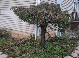 Marvietta M.'s Bush Trimming service result