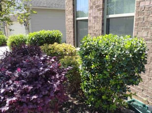 Barron L.'s Bush Trimming service result