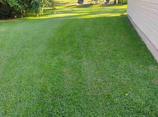 Michelle P.'s lawn care service result