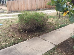 Aruna W.'s Bush Trimming service result