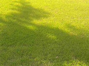Katrina R.'s grass cutting service result