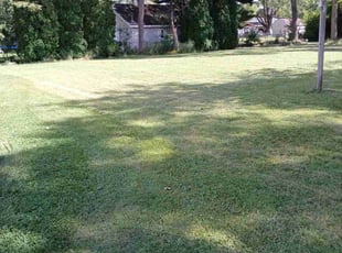 Susan V.'s turf care service result