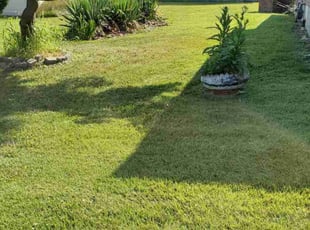 Nilaja S.'s turf care service result