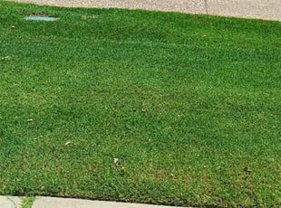 Scott A.'s lawn service service result