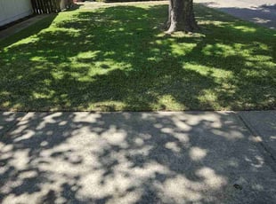 Southmayd F.'s lawn care services service result