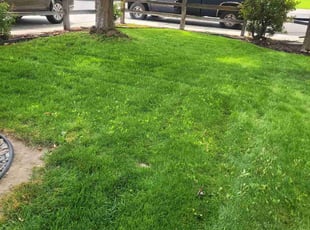 Sonquea D.'s lawn care services service result