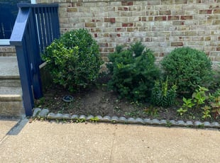 Lola W.'s Bush Trimming service result