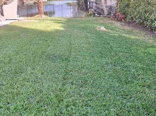 Leonard H.'s grass maintenance service result