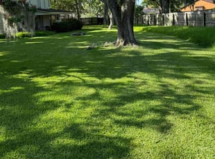 Serena X.'s grass cutting service result
