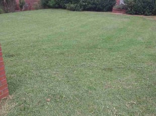 Hannah T.'s turf maintenance service result