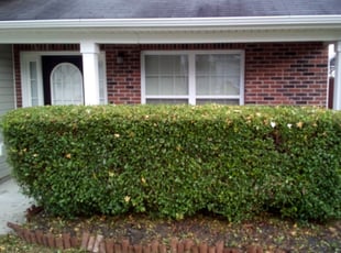 Cordaven H.'s Bush Trimming service result